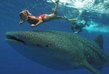 Swim with Whale Sharks